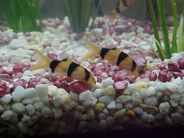 Clown Loaches