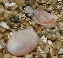 Texas Horned Lizards Hatching