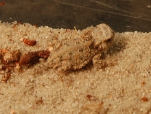 Baby Horned Lizards