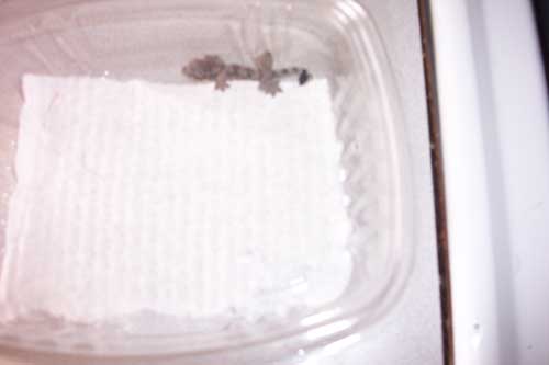 baby flying gecko
