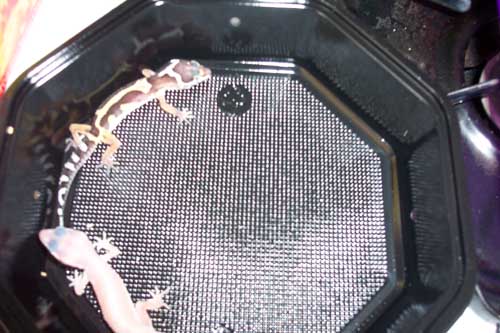 new from newengland reptile show