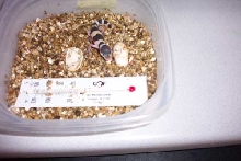 first hatchling ever!!!!