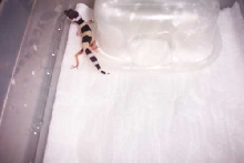 first hatchling ever!!!