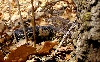 bull snake illinois