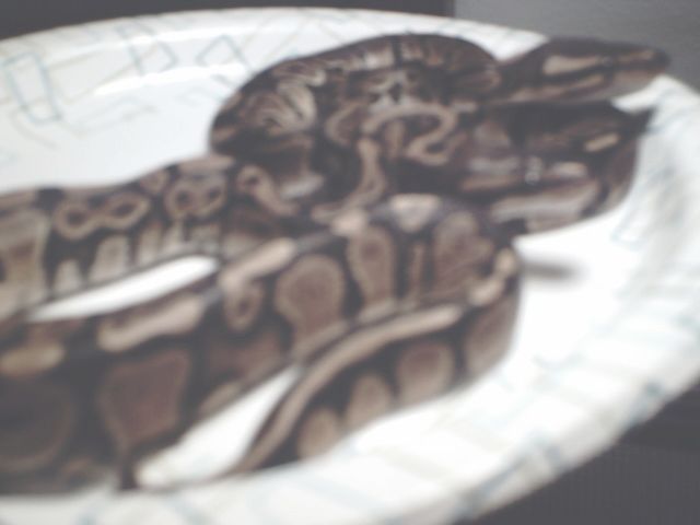 Baby