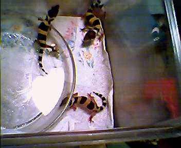 3 hatchlings