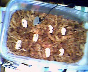 All 7 Eggs
