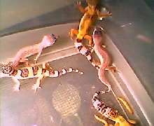 Some Babies