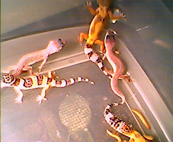 Some Babies
