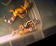Some Babies2