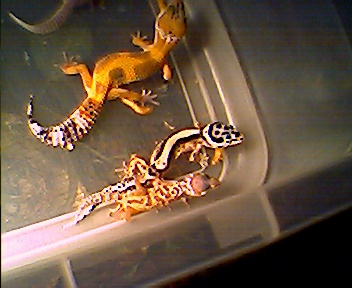 Some Babies2