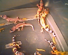 Some Babies3