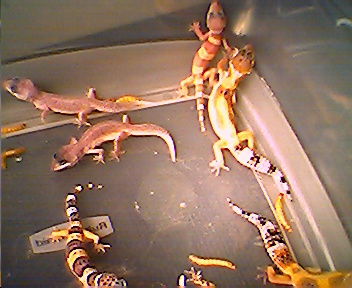 Some Babies3