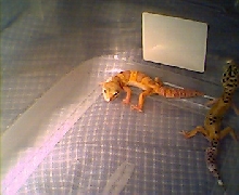 RainwaterFemale/Tang