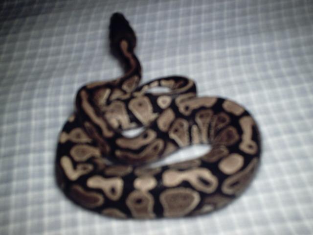 Youngest Female