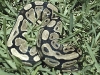 male1