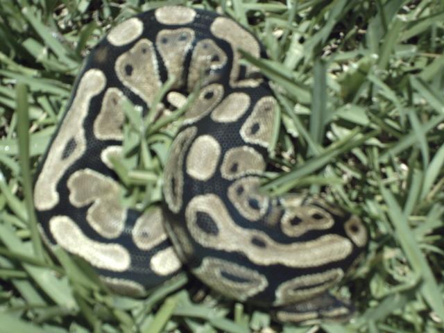 male1