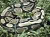 Male