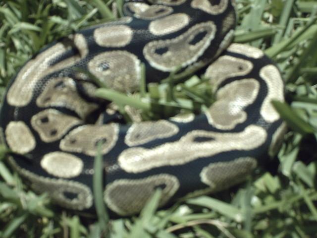 Male