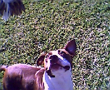 Roxy1
