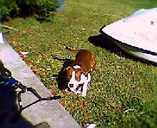 Roxy3