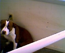 Roxy