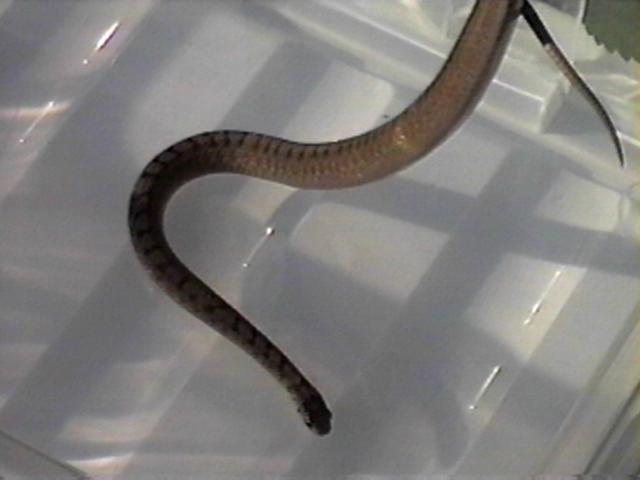 what is it