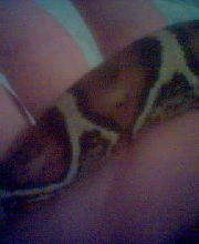 Snake tail
