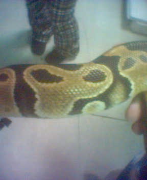 Pastel?2