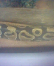 Pastel?3