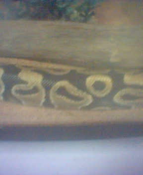 Pastel?3
