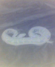Ghost BP