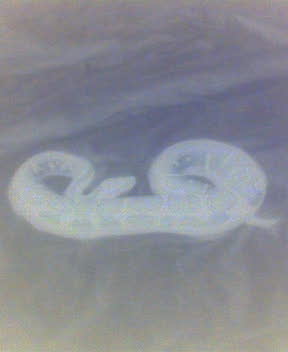 Ghost BP