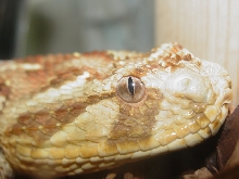 Whino Puff Eye