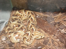 Male Puff Adder