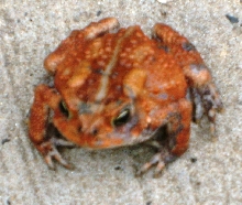 Hypo KY Toad 2???????
