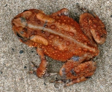Hypo KY Toad????