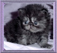 To Darn Cute