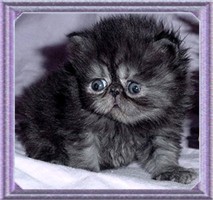To Darn Cute