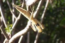 M religiosa