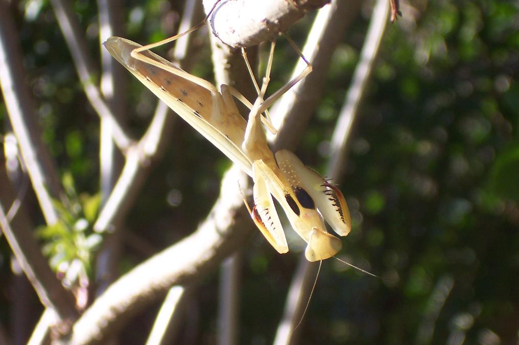 M religiosa