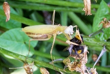 Lets bee avin ya.