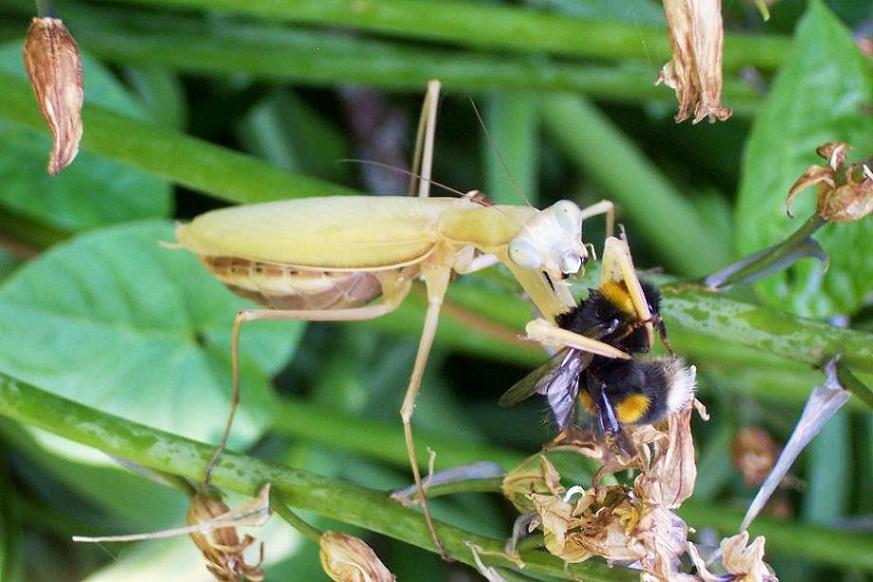 Lets bee avin ya.