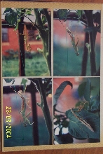 Ecdysis