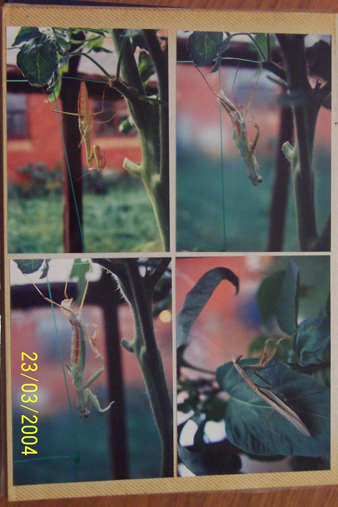 Ecdysis