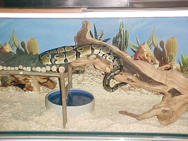 Grady checking out his new log
