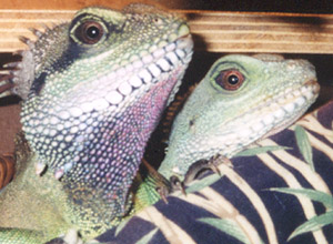 PeeWee & Buddy