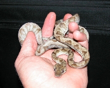 2003 Annulated Boa
