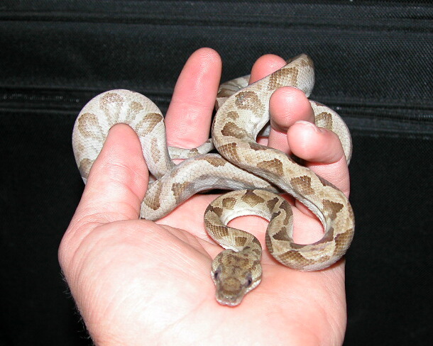 2003 Annulated Boa