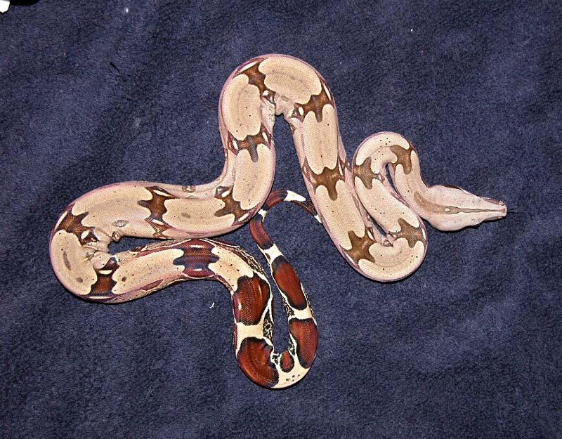 02 F. Suri